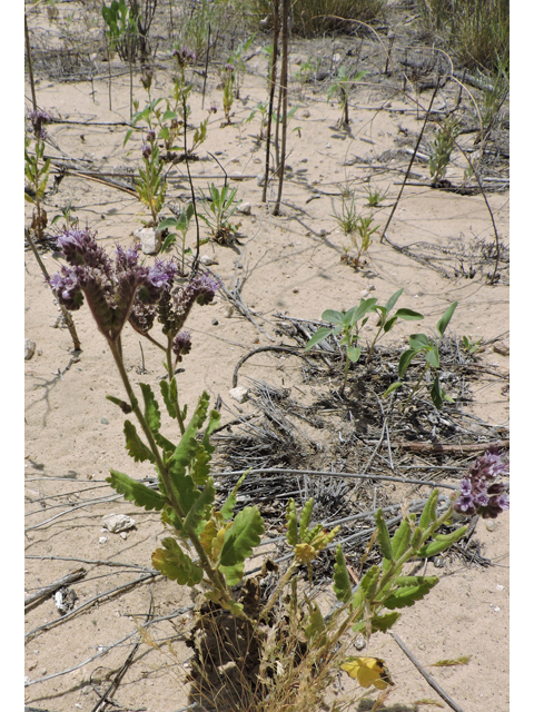 Phacelia integrifolia (Gypsum phacelia) #81496