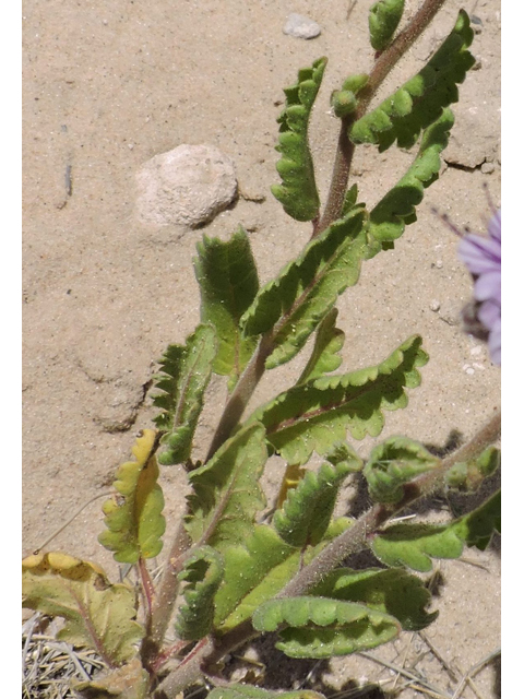 Phacelia integrifolia (Gypsum phacelia) #81498