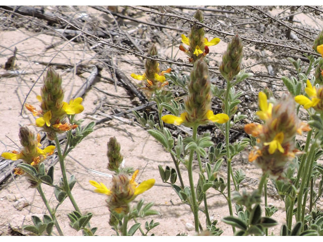 Dalea nana (Dwarf prairie clover) #81528