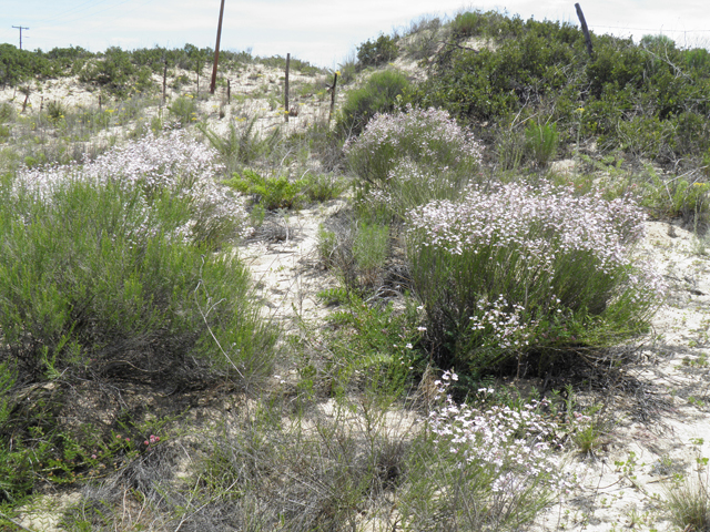 Penstemon ambiguus (Pink plains penstemon) #81605