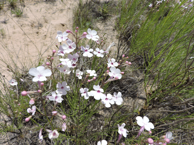 Penstemon ambiguus (Pink plains penstemon) #81608