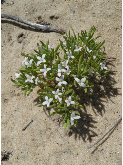 Houstonia humifusa (Matted bluet) #81612