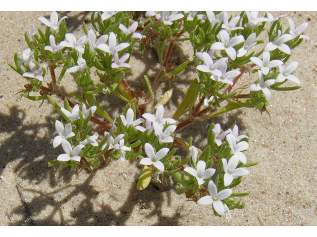 Houstonia humifusa (Matted bluet) #81613