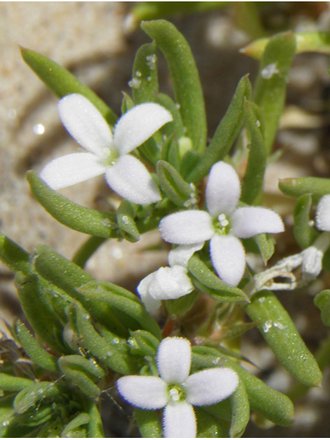 Houstonia humifusa (Matted bluet) #81615