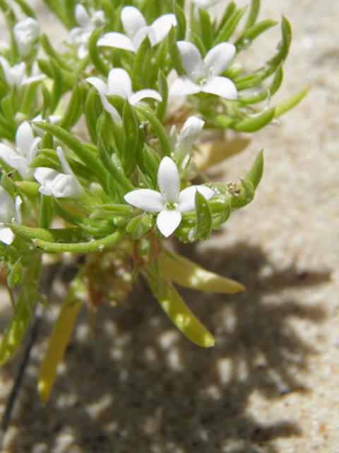 Houstonia humifusa (Matted bluet) #81616