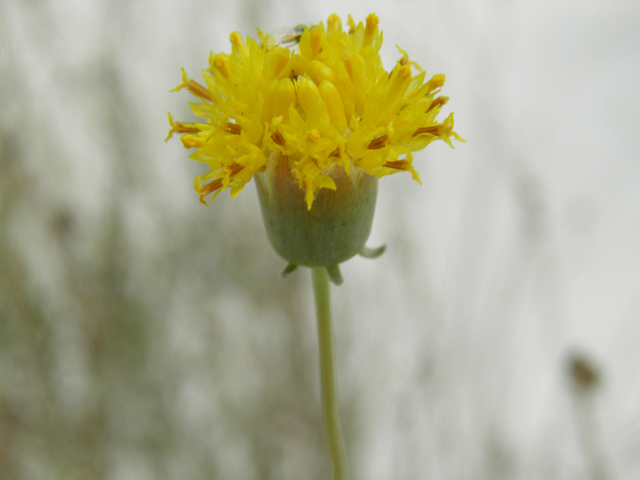 Thelesperma megapotamicum (Hopi tea greenthread) #81622