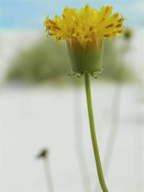 Thelesperma megapotamicum (Hopi tea greenthread) #81630