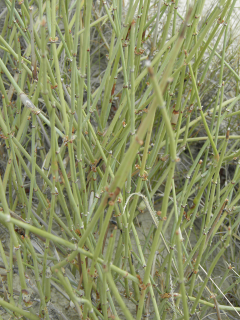 Ephedra torreyana (Torrey's jointfir) #81649