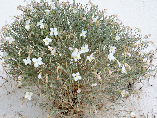 Oenothera pallida (Pale evening-primrose) #81697