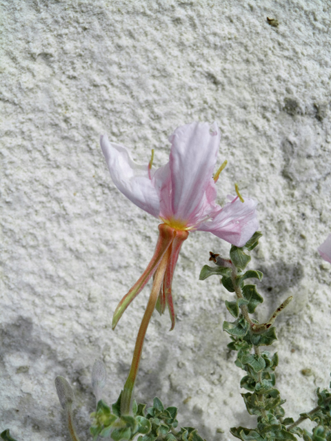 Oenothera pallida (Pale evening-primrose) #81720