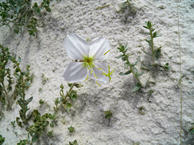 Oenothera pallida (Pale evening-primrose) #81727