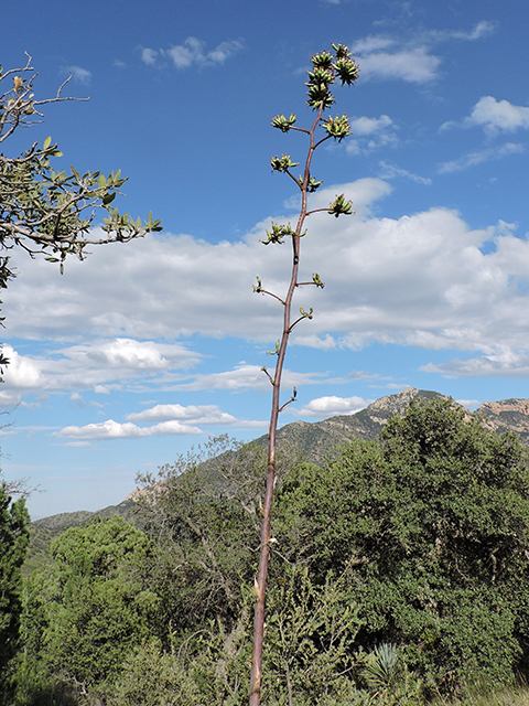 Agave palmeri (Palmer's century plant) #81735