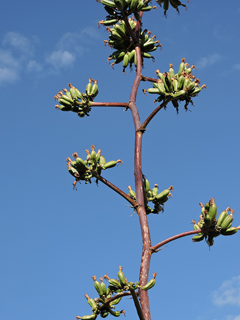 Agave palmeri (Palmer's century plant) #81737