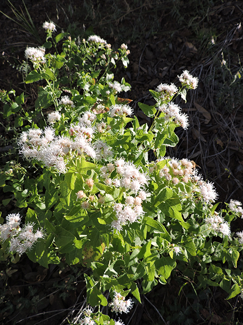 Ageratina herbacea (Fragrant snakeroot) #81743