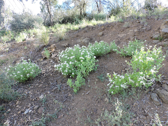 Ageratina herbacea (Fragrant snakeroot) #81744