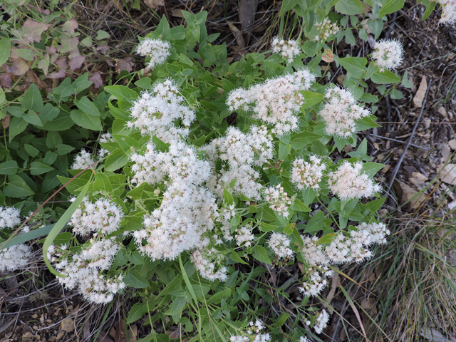 Ageratina herbacea (Fragrant snakeroot) #81745