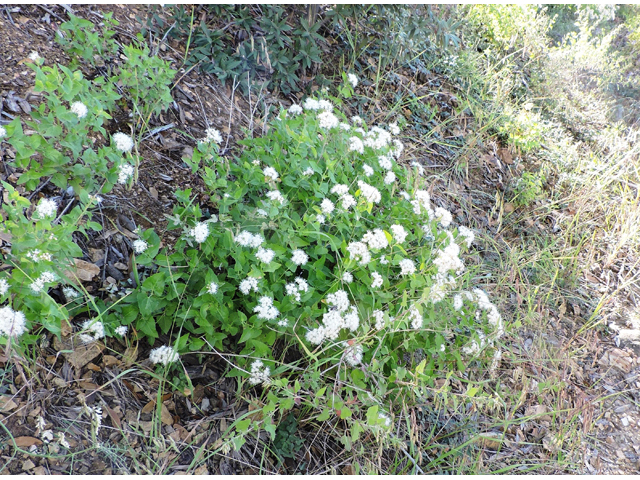 Ageratina herbacea (Fragrant snakeroot) #81746