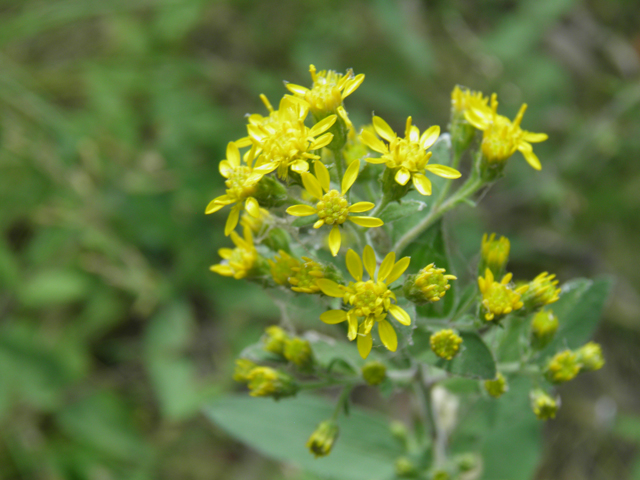 Solidago wrightii (Wright's goldenrod) #81790