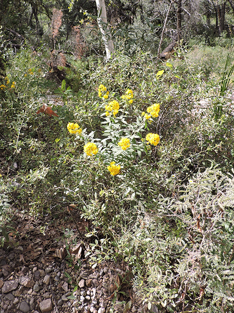 Solidago wrightii (Wright's goldenrod) #81793