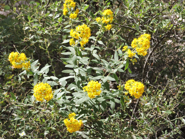 Solidago wrightii (Wright's goldenrod) #81794