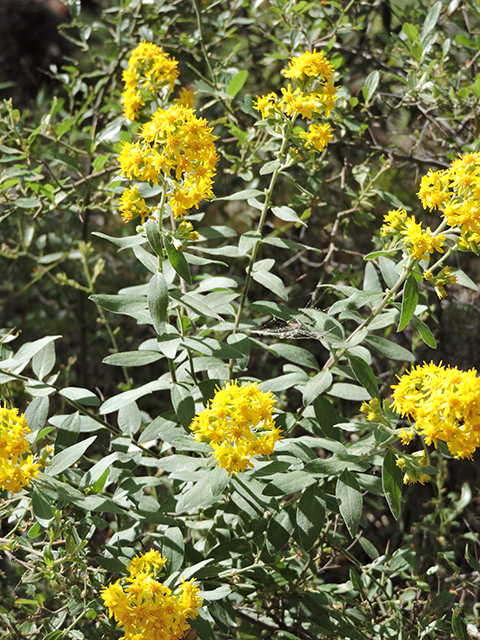 Solidago wrightii (Wright's goldenrod) #81795