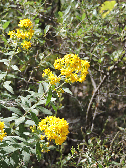 Solidago wrightii (Wright's goldenrod) #81796