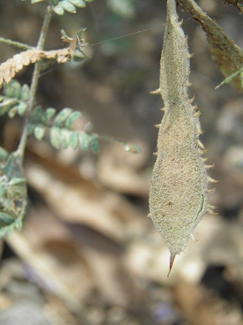 Mimosa grahamii (Graham's mimosa) #81857