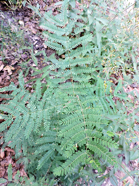 Mimosa grahamii (Graham's mimosa) #81858