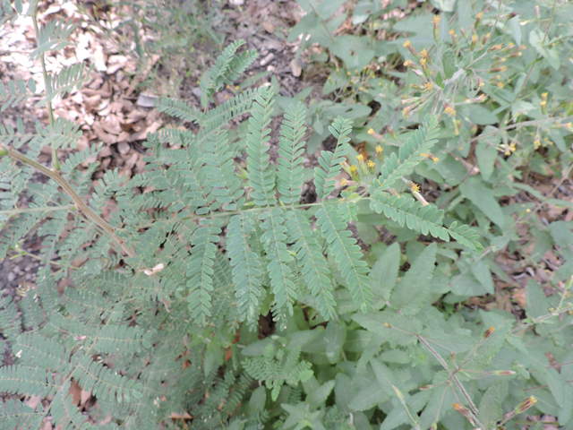 Mimosa grahamii (Graham's mimosa) #81859