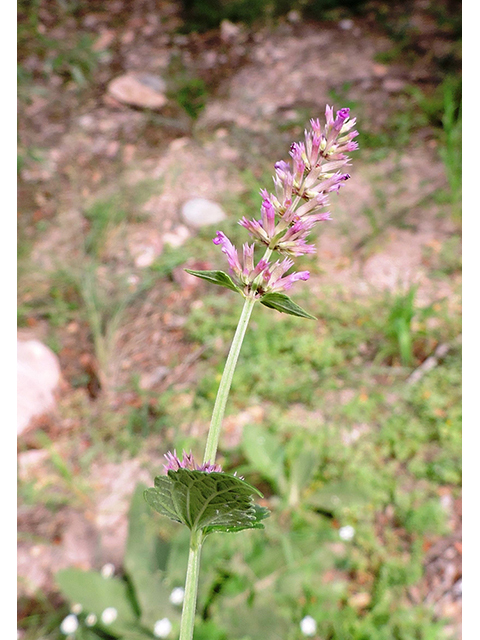 Agastache pallidiflora (Mountain giant hyssop) #81877