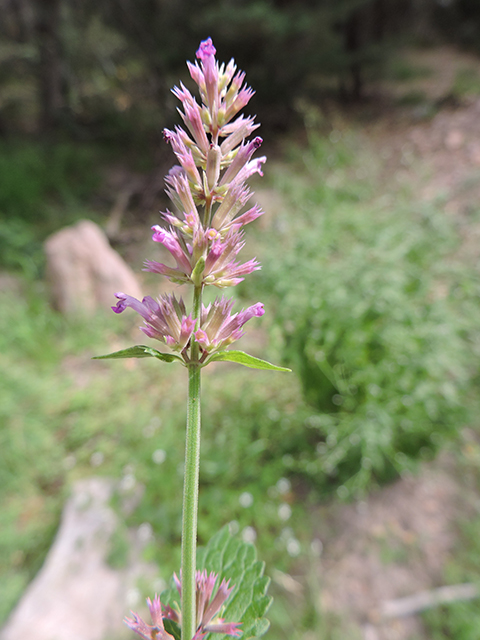 Agastache pallidiflora (Mountain giant hyssop) #81878