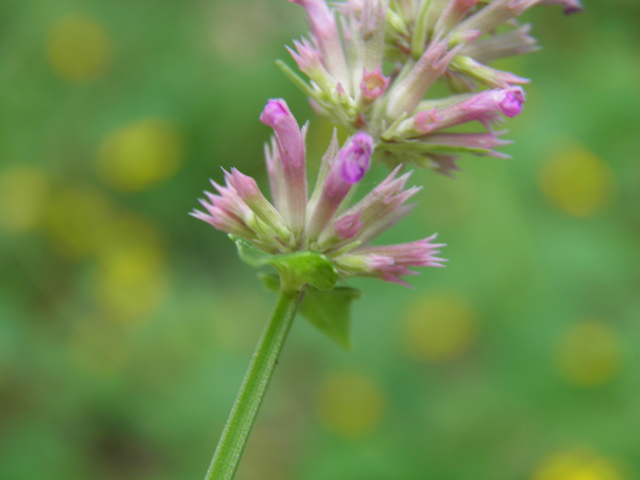 Agastache pallidiflora (Mountain giant hyssop) #81879