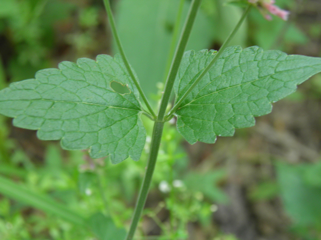 Agastache pallidiflora (Mountain giant hyssop) #81880