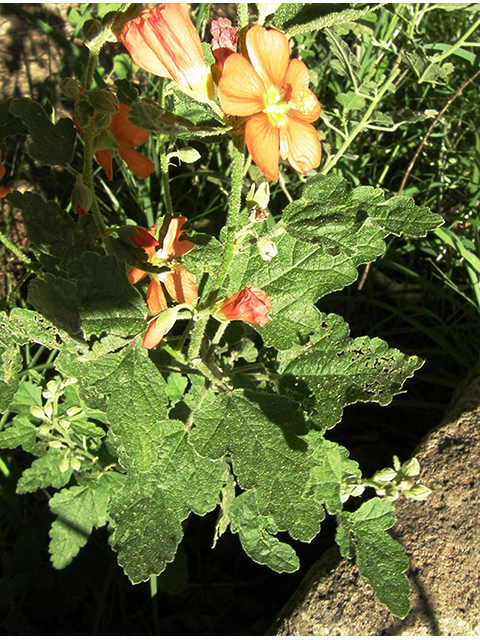 Sphaeralcea fendleri (Fendler's globemallow) #81893