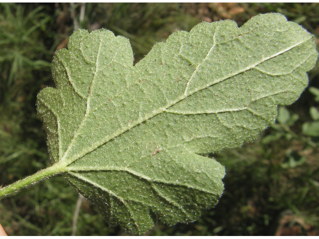 Sphaeralcea fendleri (Fendler's globemallow) #81898