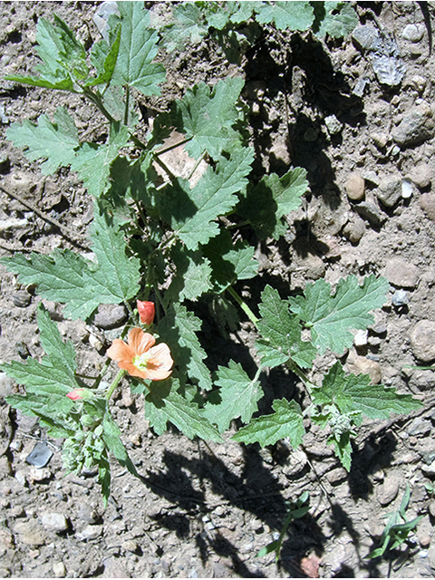 Sphaeralcea fendleri (Fendler's globemallow) #81899