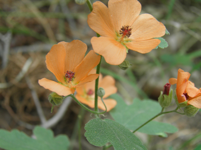 Sphaeralcea laxa (Caliche globemallow) #81901