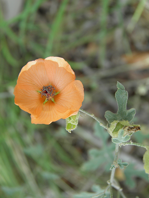 Sphaeralcea laxa (Caliche globemallow) #81902