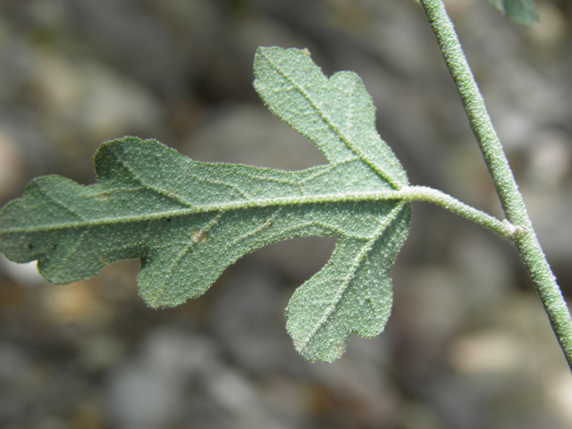 Sphaeralcea laxa (Caliche globemallow) #81903