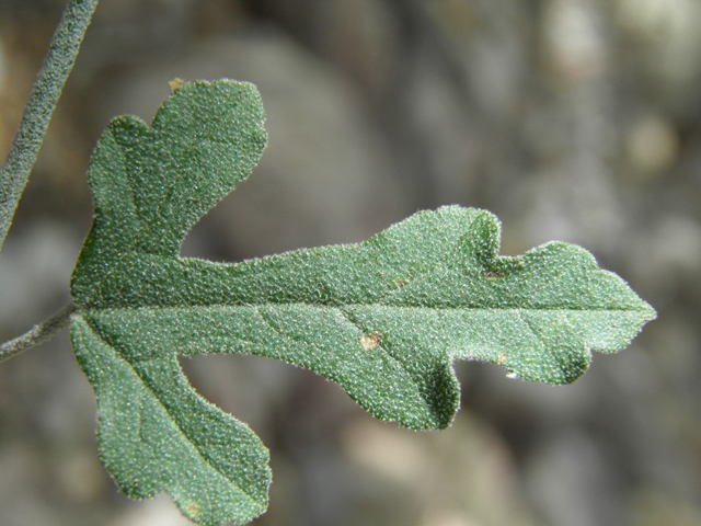 Sphaeralcea laxa (Caliche globemallow) #81904