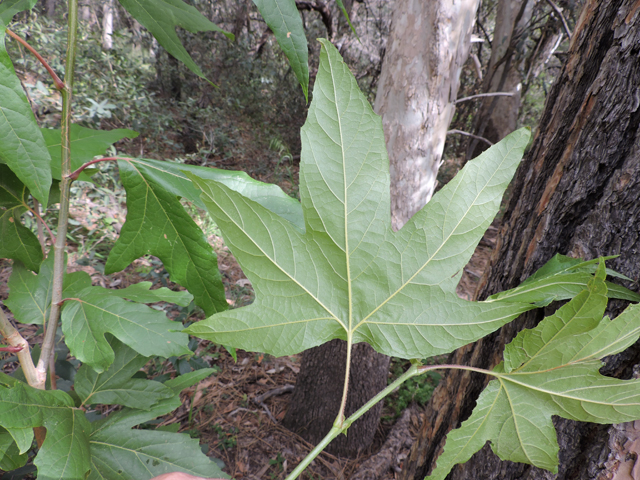 Platanus wrightii (Arizona sycamore) #81922