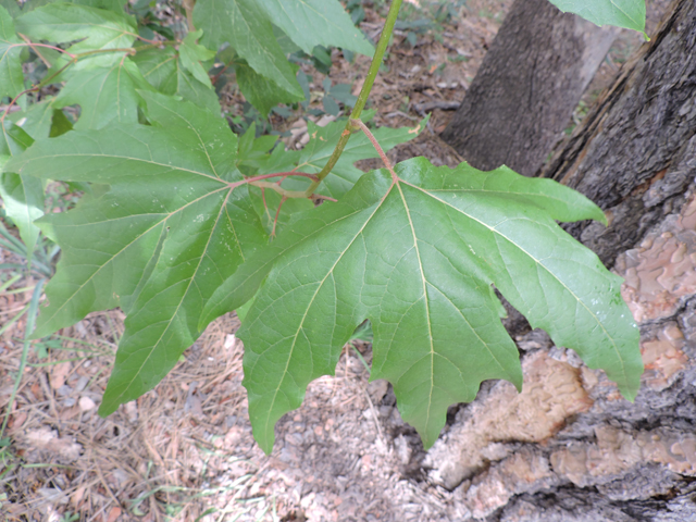 Platanus wrightii (Arizona sycamore) #81923