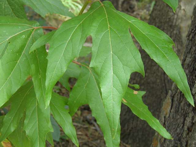 Platanus wrightii (Arizona sycamore) #81924