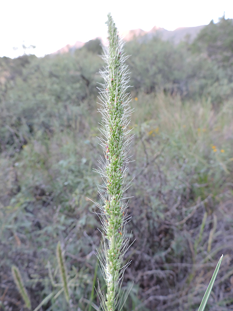 Setaria leucopila (Streambed bristlegrass) #81926