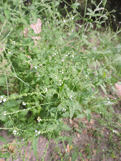 Verbena scabra (Sandpaper vervain) #81970