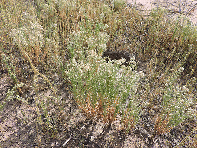 Laennecia coulteri (Conyza) #82022