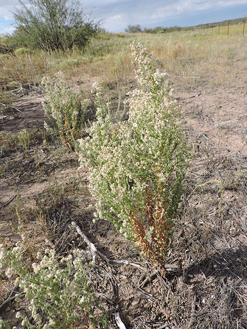 Laennecia coulteri (Conyza) #82023