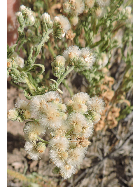 Laennecia coulteri (Conyza) #82024