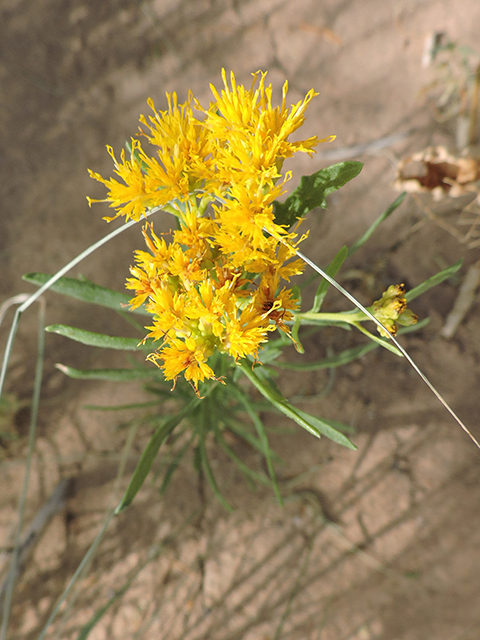 Isocoma pluriflora (Southern goldenbush) #82071