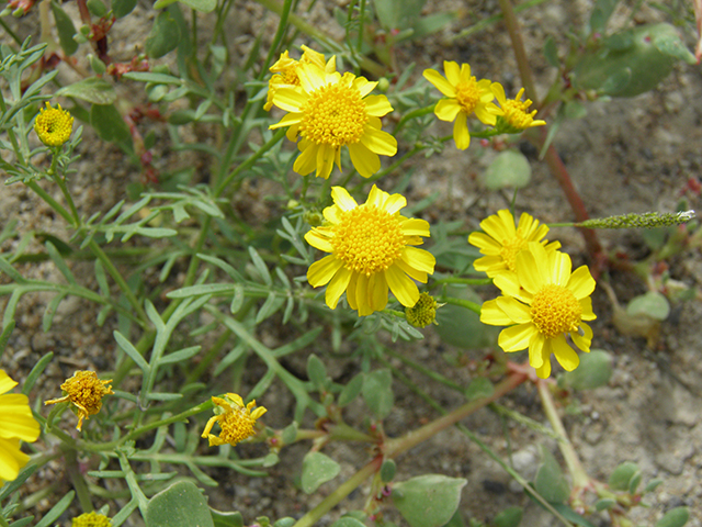 Thymophylla aurea (Manyawn pricklyleaf) #82088